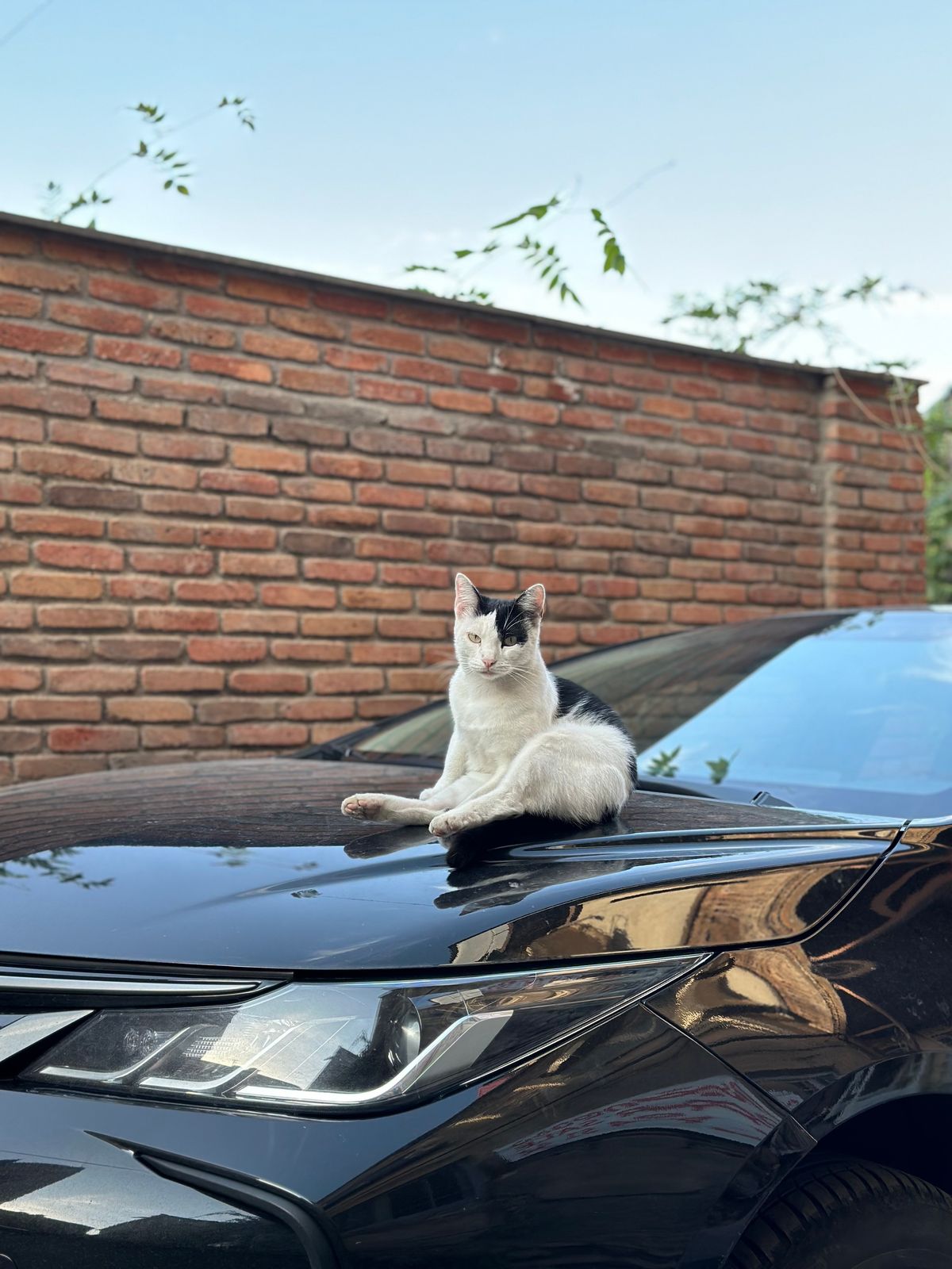 Котик [1]