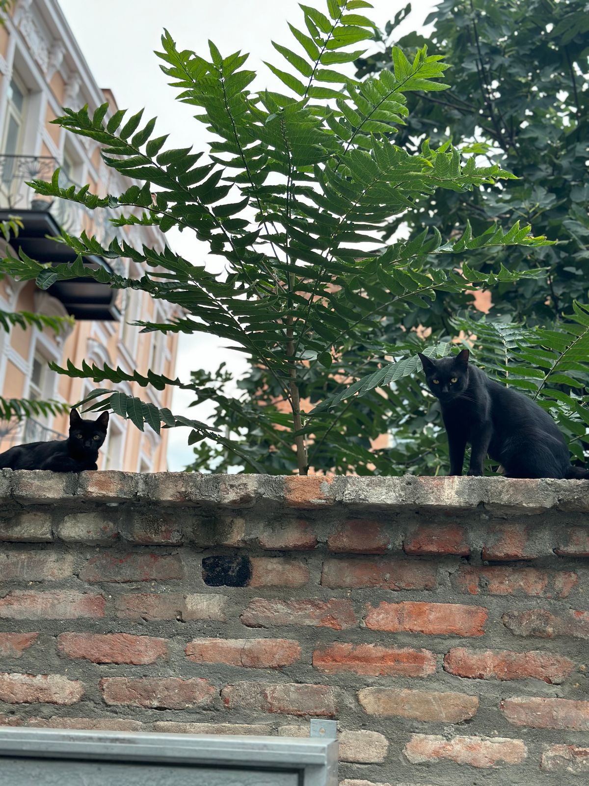 Котик [2]